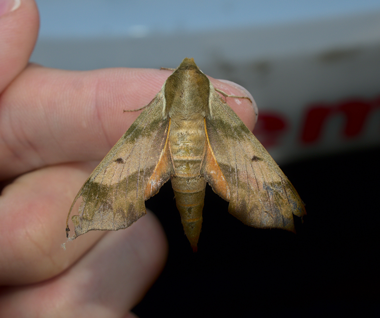 A new sphinx moth for LEMSA_20210615.jpg